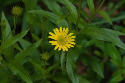 Buphthalmum salicifolium, photographed by Tobias Schönberg