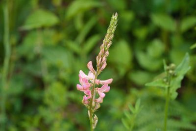 Onobrychis viciifolia, photographed by Tobias Schönberg