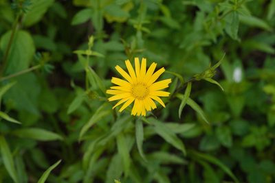 Buphthalmum salicifolium, photographed by Tobias Schönberg