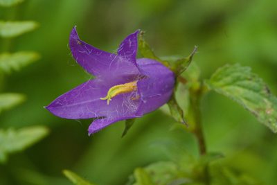 Campanula trachelium, photographed by Tobias Schönberg