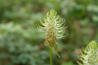 Phyteuma spicatum, photographed by Tobias Schönberg