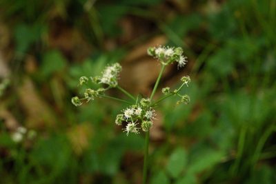 Sanicula europaea, photographed by Tobias Schönberg