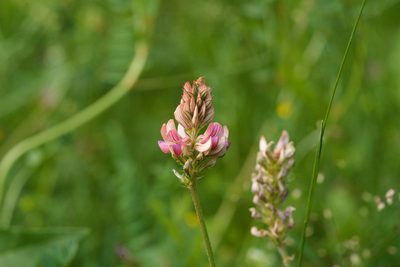Onobrychis viciifolia, photographed by Tobias Schönberg
