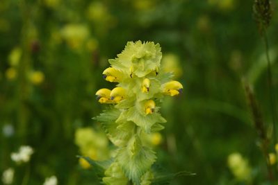 Rhinanthus alectorolophus, photographed by Tobias Schönberg