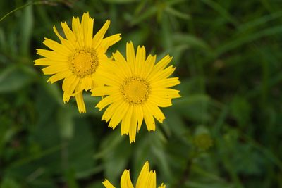 Buphthalmum salicifolium, photographed by Tobias Schönberg