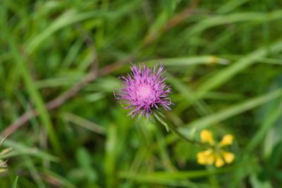 Carduus defloratus, photographed by Tobias Schönberg