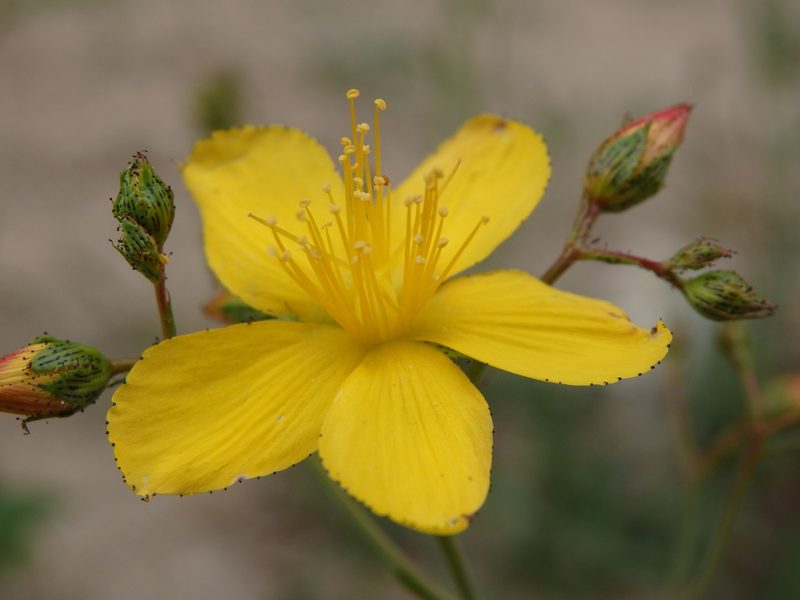 Hypericum linariifolium, photographed by Carminda Santos
