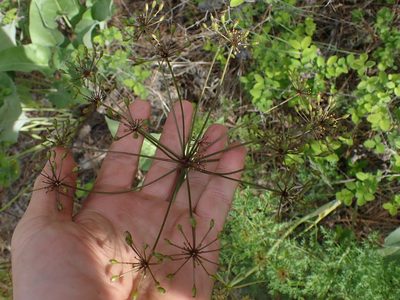 Lomatium multifidum, photographed by Shane Johnson