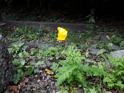 Parameconopsis cambrica, photographed by Barry Wenham