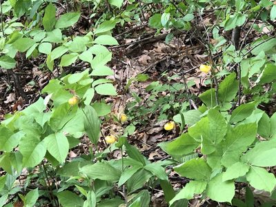 Cypripedium parviflorum, photographed by Bob