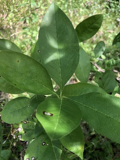 Sideroxylon lycioides, photographed by John Kees