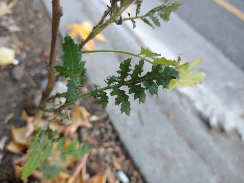 Solanum sisymbriifolium, photographed by Pablo