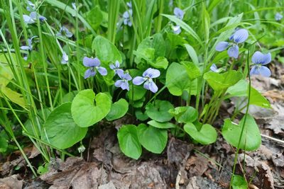 Viola cucullata, photographed by Quinten Wiegersma