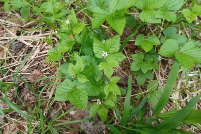 Rubus pubescens, photographed by Quinten Wiegersma