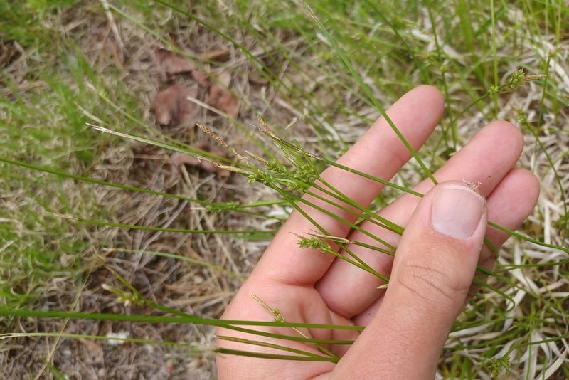 Carex communis, photographed by Quinten Wiegersma