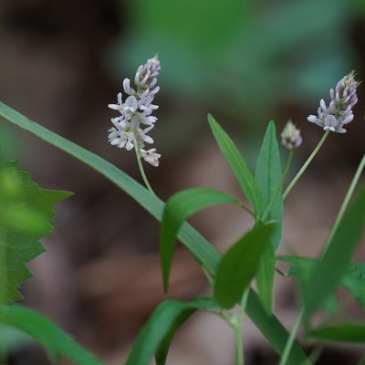 Orbexilum pedunculatum, photographed by Daniel S. Katz