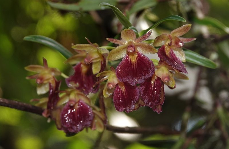 Epidendrum cottoniiflorum, photographed by desertnaturalist