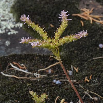 Sedum pulchellum, photographed by Daniel S. Katz