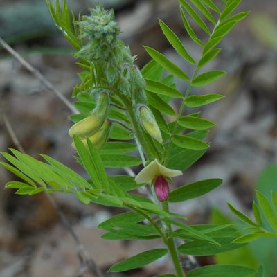 Tephrosia virginiana, photographed by Daniel S. Katz