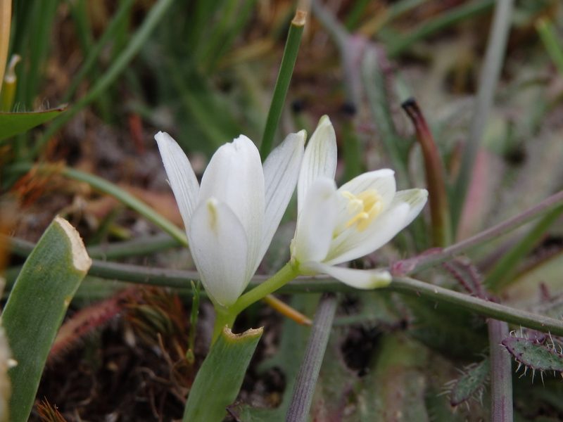 Cathissa concinna, photographed by Carminda Santos