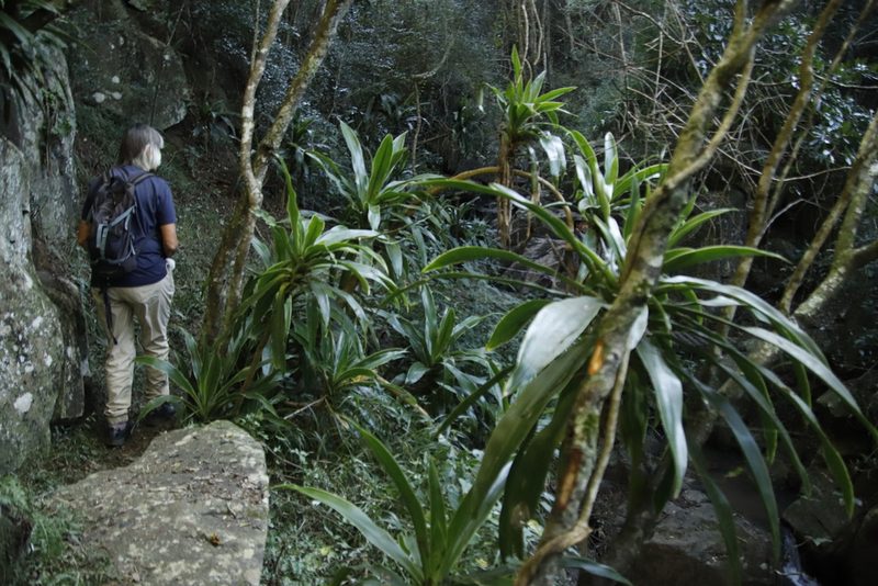 Dracaena aletriformis, photographed by Tony Rebelo