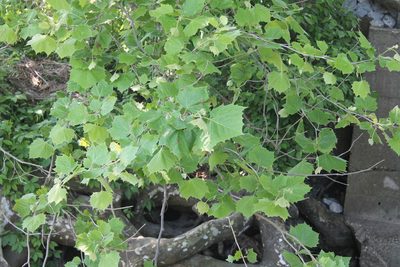Platanus occidentalis, photographed by Violet T.