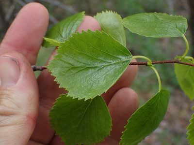 Betula occidentalis, photographed by Shane Johnson