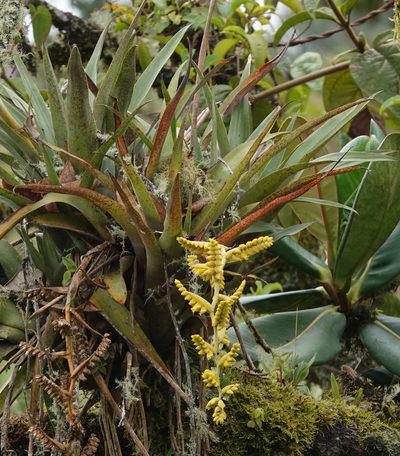 Racinaea tetrantha, photographed by desertnaturalist