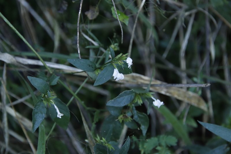 Hypoestes forskaolii, photographed by Tony Rebelo