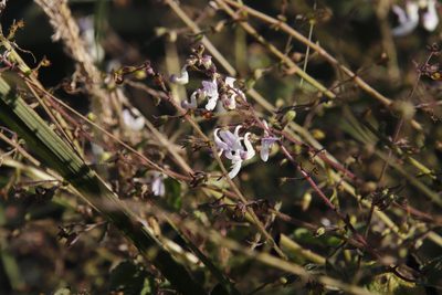 Equilabium laxiflorum, photographed by Tony Rebelo