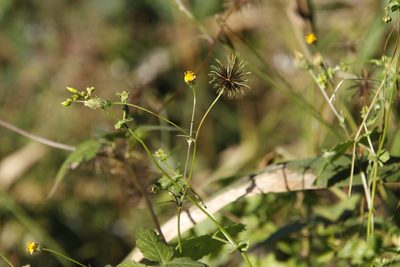 Bidens pilosa, photographed by Tony Rebelo