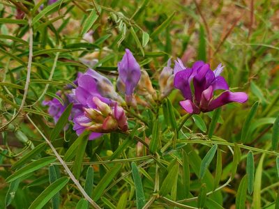 Vicia americana, photographed by Mud_Skipper