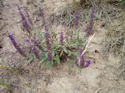 Salvia nemorosa, photographed by Vladimír Fuka