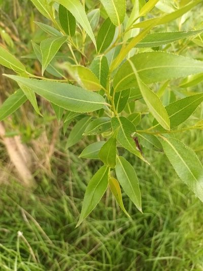 Salix euxina, photographed by alcesevropsky