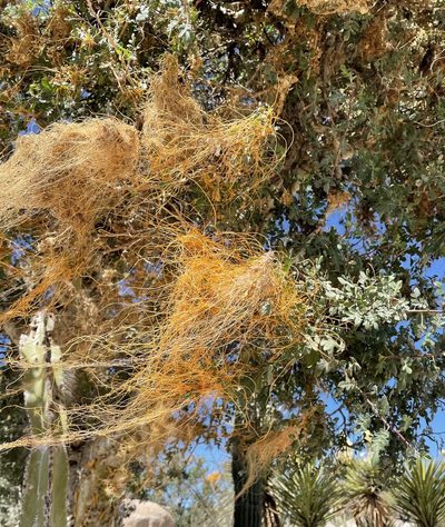 Cuscuta veatchii, photographed by Irene