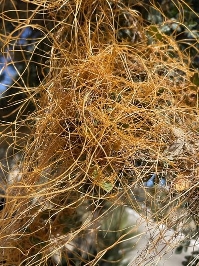 Cuscuta veatchii, photographed by Irene