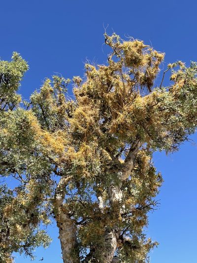 Cuscuta veatchii, photographed by Irene