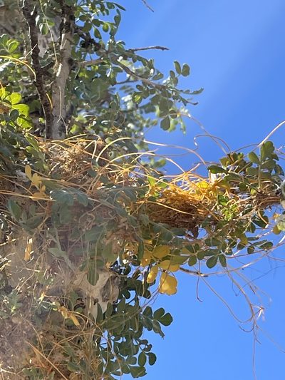 Cuscuta veatchii, photographed by Irene