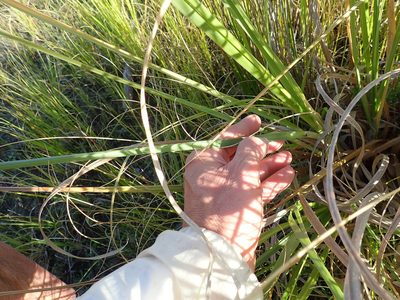 Cortaderia selloana, photographed by Arnim Littek