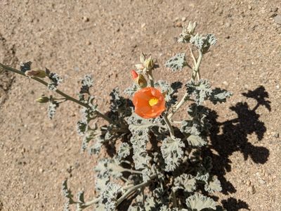 Sphaeralcea ambigua, photographed by T. J. Samojedny