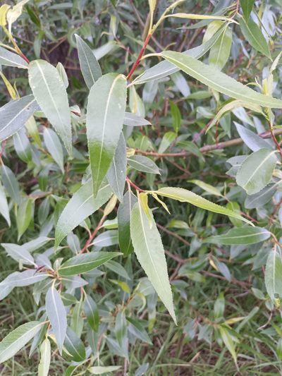 Salix euxina, photographed by alcesevropsky