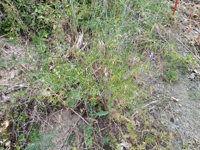 Vicia tenuifolia, photographed by Vladimír Fuka