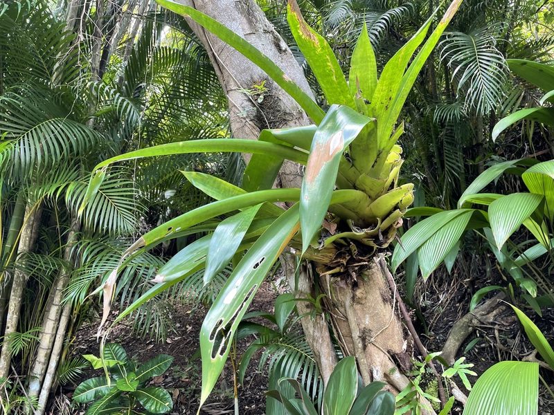 Werauhia sanguinolenta, photographed by Luke Padon