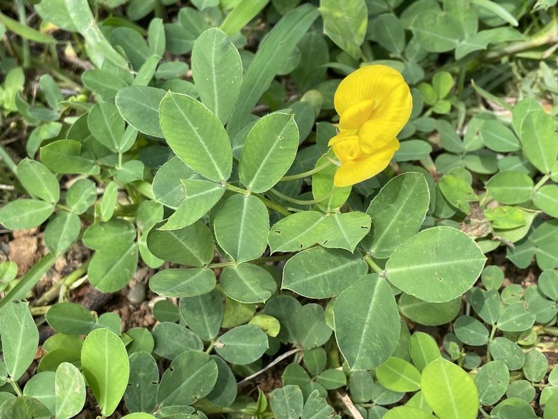 Arachis pintoi, photographed by Luke Padon