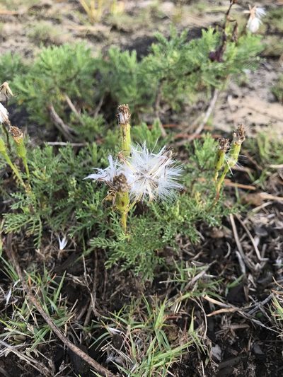 Senecio platensis, photographed by Nico Fernandez-Sauleda