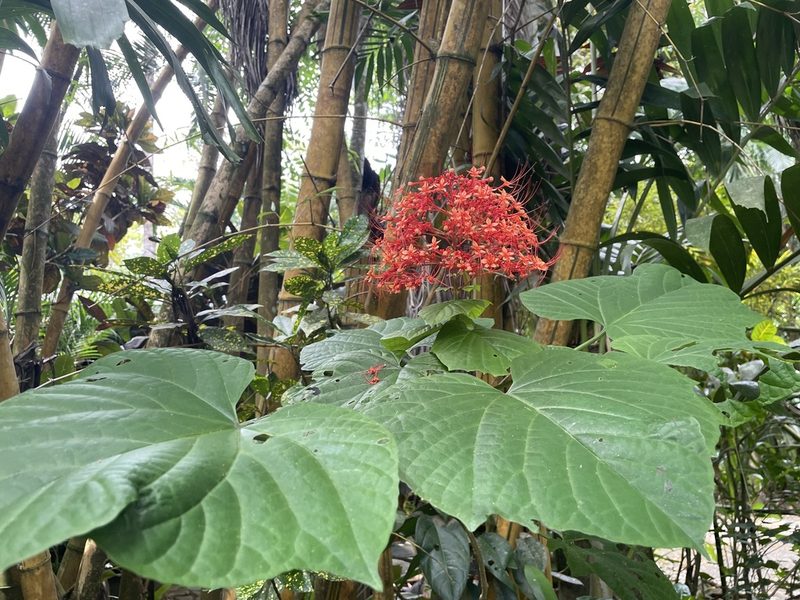 Clerodendrum paniculatum, photographed by Luke Padon