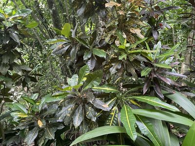 Codiaeum variegatum