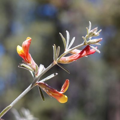 Acmispon wrightii, photographed by Andrew Tree