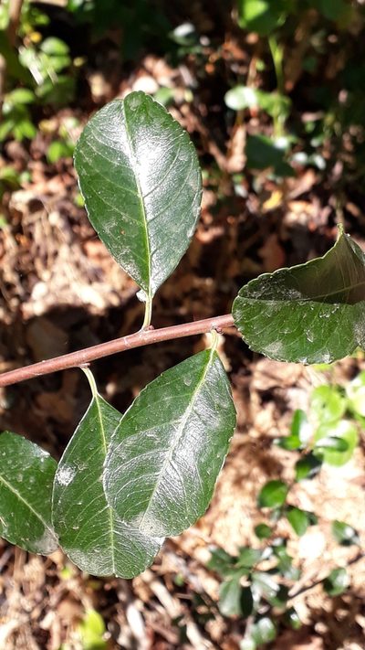 Gymnosporia cassinoides, photographed by Alessia Guggisberg