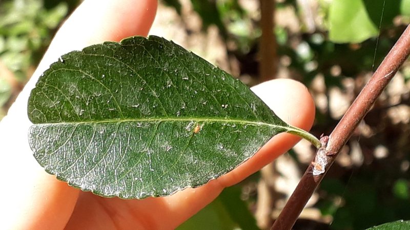 Gymnosporia cassinoides, photographed by Alessia Guggisberg